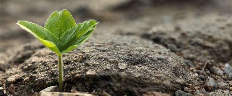 Seedling pushing through packed soil.