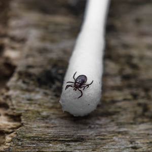 Lyme Disease Is a Serious, Summer Threat