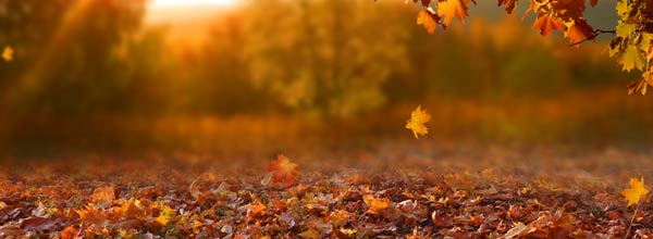 Fall leaves on the ground.